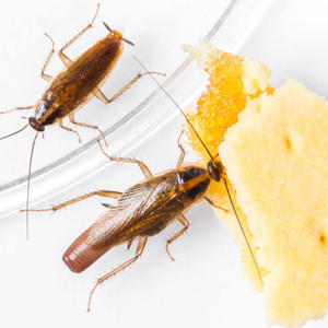 Cockroach Gel